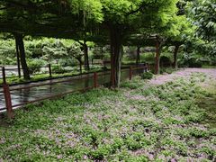 -嘉定紫藤园