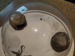 -正佳自然科学博物馆