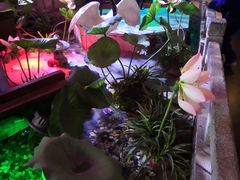 -韵秋荷(宝山龙湖天街店)