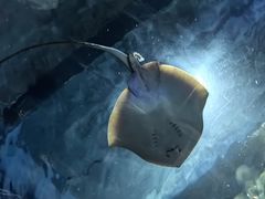 -上海海洋水族馆