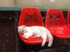 -猫街饭团(顶澳仔猫街店)