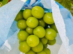 -马陆小张葡萄园农家乐