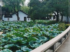 -红梅公园
