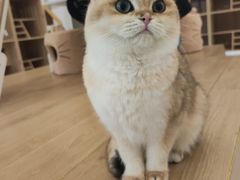 -猫域·湾主题猫咖·宠物吧(南坪城市广场店)