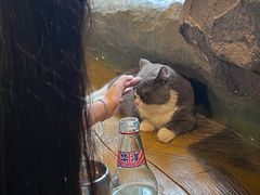 -猫猫幼稚园·撸猫·桌游·电玩