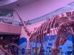 -陕西自然博物馆