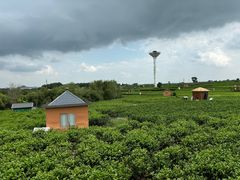 -中华茉莉园