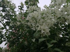 -狐尾山公园