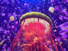 -海合安青岛极地海洋公园