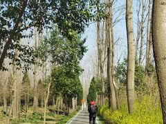 -合肥滨湖国家森林公园