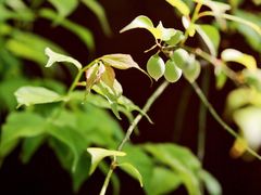 -广州市流溪河国家森林公园