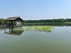 -溱湖国家湿地公园