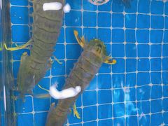 -醉壹号海鲜大排档(厦门店)