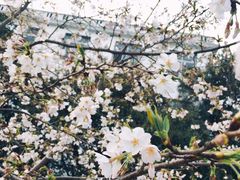-武汉大学-樱园