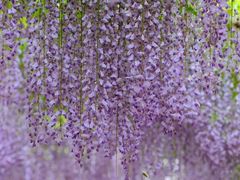 -嘉定紫藤园