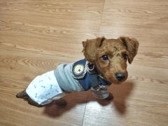 -李小姐の猫咖啡馆(五角场店)