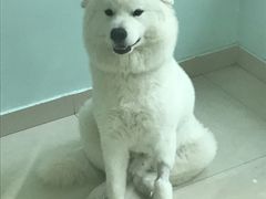 -瑞派宠物医院·24h·骨外科·皮肤科·全科宠物医疗转诊中心(沈阳浑南院)