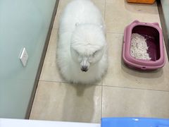 -宠福鑫康馨动物医院·骨科·眼科