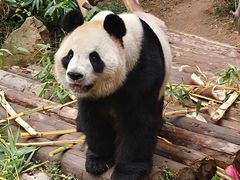 -深圳野生动物园