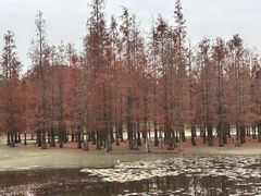 -白鹭湾湿地公园