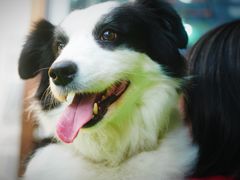 -1013 PET SHOP 宠物商店(近铁城市广场店)