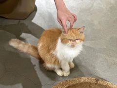 -more than meow吴止猫主题餐厅(承德 中船汇店)