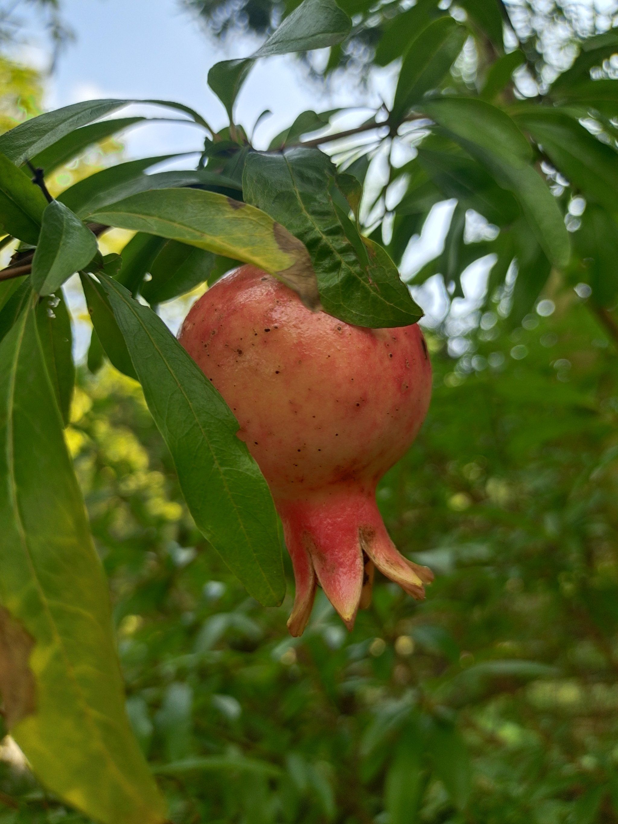 甜蜜的果实,美味的午后