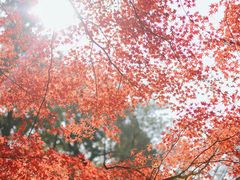 -杭州植物园