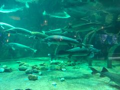 -华夏文旅海洋公园