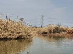 -宁波杭州湾国家湿地公园