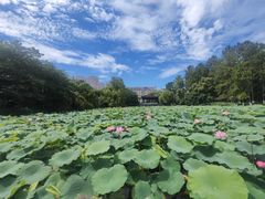 -范蠡湖公园