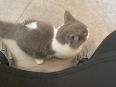 -飞行喵MR PILOT|猫舍·猫咖(静安大融城店)