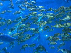 -华夏文旅海洋公园