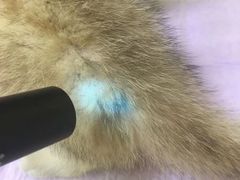 -艾贝尔宠物诊疗