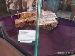 -陕西自然博物馆