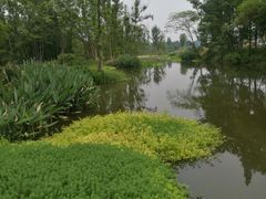 -桤木河湿地公园