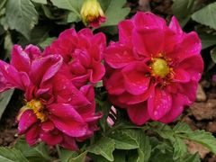 -广州市流溪河国家森林公园