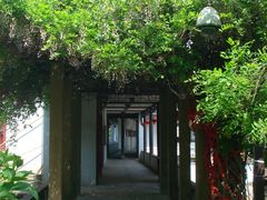 藕香阁北侧紫藤架-朱家角课植园