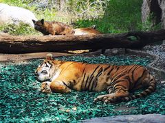 -北京野生动物园