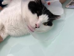 -宠福鑫康馨动物医院·骨科·眼科