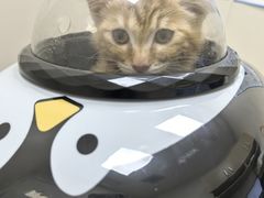 -芭比堂动物医院·CT·微创中心(新顺分院)