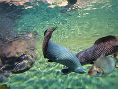 -上海海洋水族馆