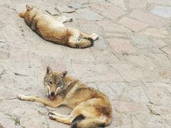 -西霞口神雕山野生动物世界