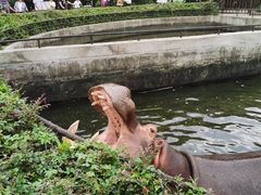 -合肥野生动物园