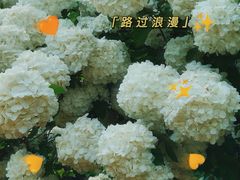 -苏州上方山国家森林公园