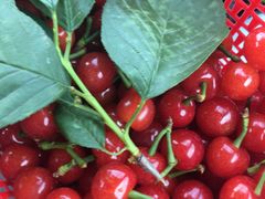 -成都蒲江花样年福朋喜来登度假酒店·宜客乐西餐厅