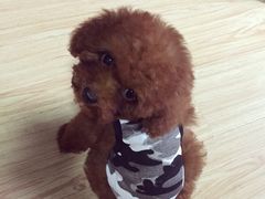 -乐乐宝宠物店