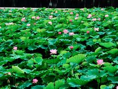 -荔湾湖公园