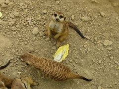 -合肥滨湖国家森林公园