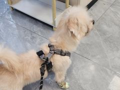 -美联众合爱康动物医院•复杂内科•肿瘤科•牙科•腔镜诊疗中心